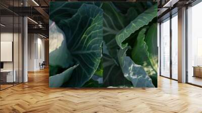 Cabbage fresh for salad, head of cabbage close-up, set of 4 photos harvest concept Wall mural