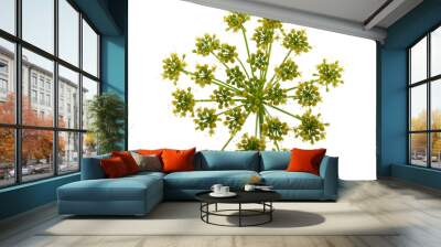 Dill flower isolated on white background. Wall mural