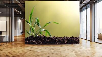 Sprout of sprouted wheat in the soil close-up. The barley plant sparkles with leaves in the sunlight. Wall mural