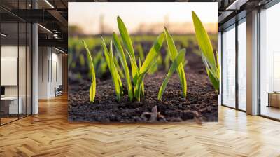 Sprouts of sprouted grain in the soil. Young barley and evening sunlight. Wall mural