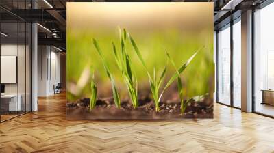 Sprouts of young barley or wheat that have just sprouted in the soil, dawn over a field with crops. Wall mural