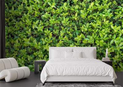 natural textured background of green color Wall mural