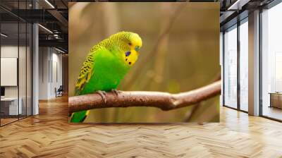 Budgerigar on a branch in the wild in a nature reserve. A green parrot sits on a tree branch.
 Wall mural