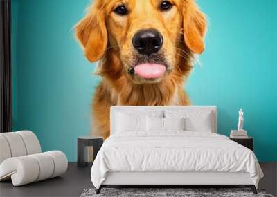 
Beautiful golden retriever dog isolated on turquoise background. looking at camera . front view. dog studio portrait.happy dog .dog isolated .puppy isolated .puppy closeup face,indoors.turquoise bac Wall mural