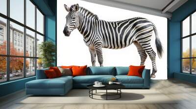 zebra isolated on white background Wall mural