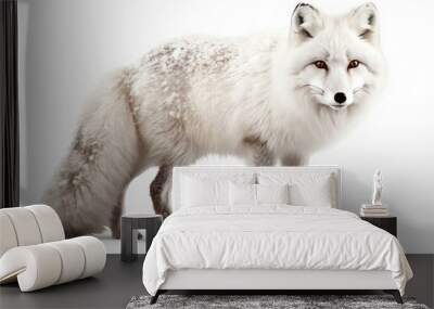 region fox vulpes 4 years old Wall mural