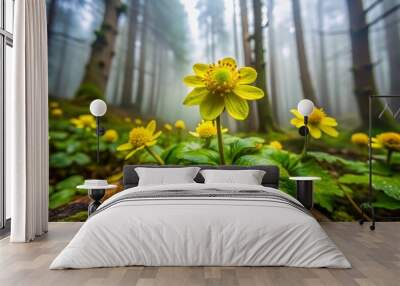 Vibrant yellow petals and lime-green bracts of the rare Hacquetia epipactis flower create a stunning, intricate bloom in a dense, misty forest understory setting. Wall mural