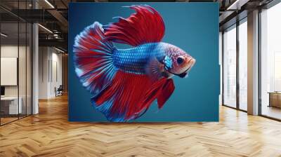 Colorful Betta Fish Swimming in Clear Water Wall mural