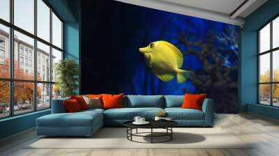 yellow fish in aquarium Wall mural