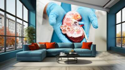 Chronic kidney disease, doctor holding model for treatment urinary system, urology, Estimated glomerular filtration rate eGFR. Wall mural