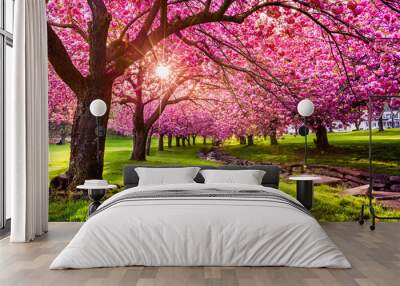 Cherry tree blossom explosion in Hurd Park, Dover, New Jersey (search file # 169989794 for the green leaves summer version) Wall mural