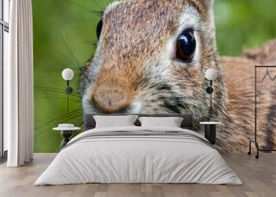 Closeup of wild eastern brown rabbit Wall mural