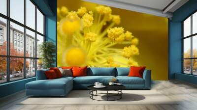 Yellow hyacinth macro Wall mural