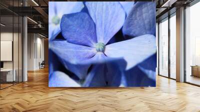 Hortensia flower closeup Wall mural