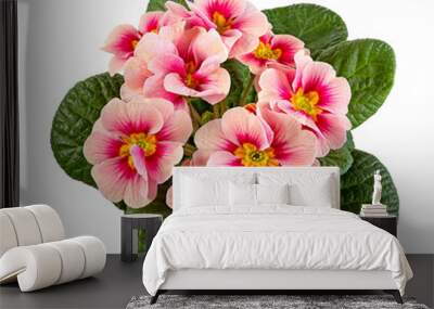 Closeup of an Isolated pink primrose flower Wall mural