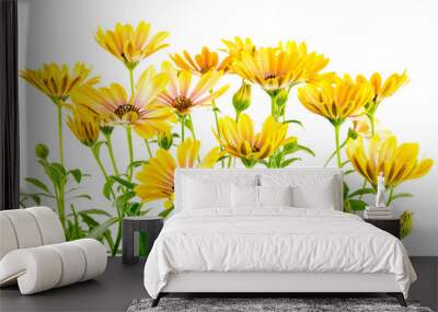 Closeup of isolated yellow Osteospermum flower blossoms Wall mural