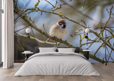 Sparrow sitting on the branch of a tree Wall mural