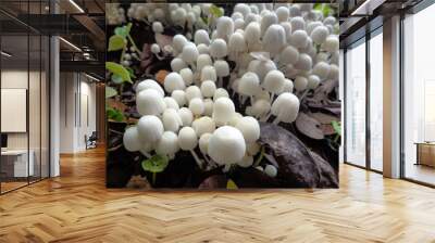 close up shoot of mushroom in the nature Wall mural