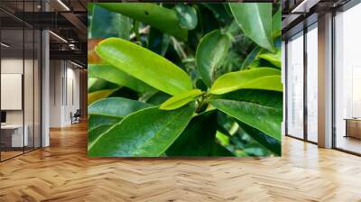 Soursop laves or Prickly Custard Apple. (Annona muricata L.) Plant for Treatment of carcinoma. Wall mural