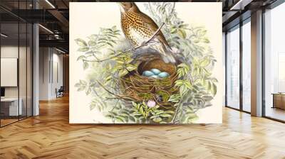 Bird standing in the vegetation close to his eggs in the nest to protect them. Old detailed and colorful illustration of Song Thrush (Turdus philomelos). By John Gould publ. In London 1862 - 1873 Wall mural