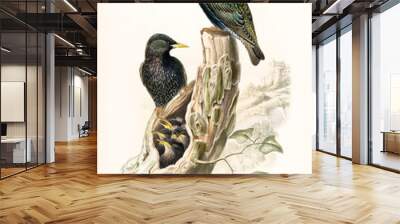 Two blackyish birds and their nest in a empty barks. Vintage hand colored illustration of Common Starling (Sturnus vulgaris). Single graphic composition by John Gould publ. In London 1862 - 1873 Wall mural