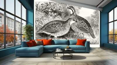 two quails (coturnix coturnix) in their environment looking for food. close up in a natural context. Wall mural