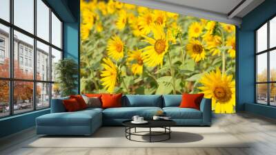 Beautiful blooming colourful sunflower field Wall mural