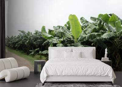 banana farm Wall mural