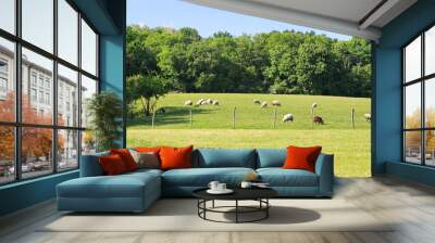 sheep in the field Wall mural