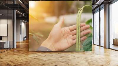 organic vegetable.hand picking up ripe Yardlong beans at agricultural field Wall mural