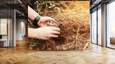 two hands holding and caring a young green plant,planting tree,growing a tree ,love nature,save the world Wall mural