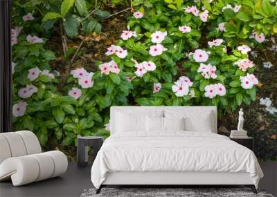 Catharanthus roseus flower in garden Wall mural