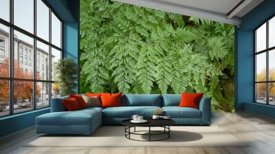 fresh green davallia solida plants in nature garden Wall mural