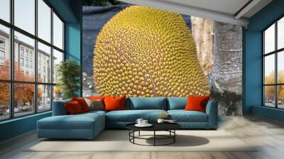 jackfruit fruit in the garden Wall mural