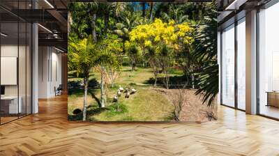 View of the Inhotim Park with tree and its yellow leaves in the Inhotim Park at Brumadinho, State of Minas Gerais, Brazil. Wall mural