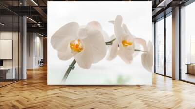 White orchid photographed at the town of Angra dos Reis, State of Rio de Janeiro, Brazil. Taken with Nikon D750 24-120 lens, at 50mm, 1/800 f 4.0 ISO 200. Date: Jan 07, 2018 Wall mural