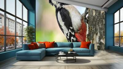 A beak full of insects, fine art portrait of great spotted woodpecker female (Dendrocopos major) Wall mural