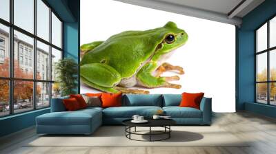 European green tree frog sitting isolated on white Wall mural