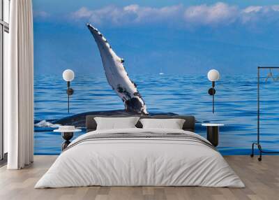 Humpback whale leisurely lying on its side with its pectoral fin stretched out Wall mural