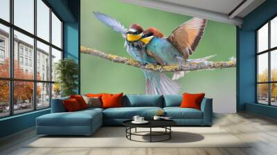 Is this love? Bee eaters in breeding season (Merops apiaster) Wall mural