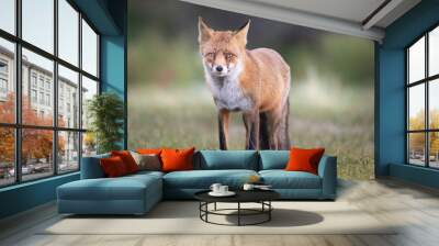 Rotfuchs in der Wildnis, Wildlife und Natur Wall mural