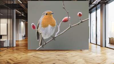 The beautiful Robin perched on dog rose (Erithacus rubecula) Wall mural