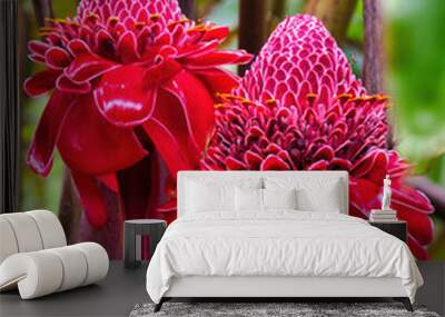 Two shiny, red torch ginger blooms growing in a tropical rain forest on Maui. Wall mural