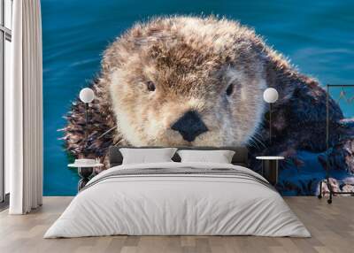 Young male sea otter adrift in the boat harbor in Monterey. Wall mural