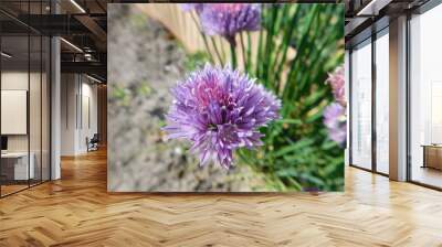 Allium schoenoprasum Chives
 Wall mural