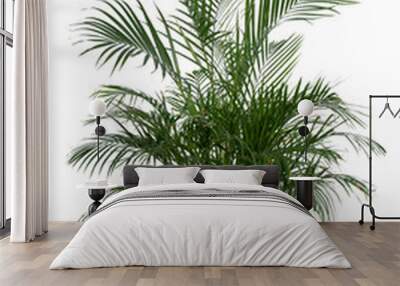 Kentia Palm Tree grey in pots. Houseplant isolated on white background Wall mural