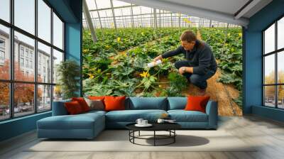 Male farmer applying insects for biological pest control in an organic zucchini crop in a greenhouse in Almería. Integrated pest management technique in the field of crops. Biological Wall mural