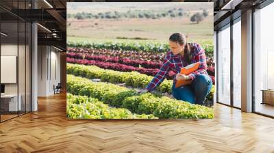 young technical woman working in a field of lettuces with a folder Wall mural