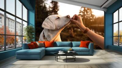 young beautiful labrador retriever puppy is eating some dog food out of humans hand outside during golden sunset Wall mural