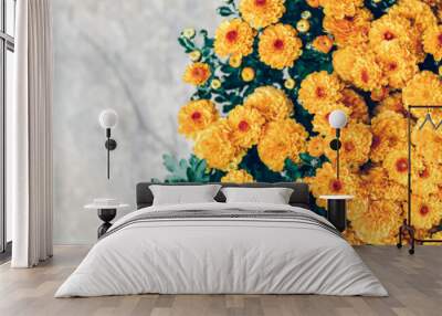 A bouquet of orange chrysanthemum flowers in pot with light background and copy space, banner size Wall mural